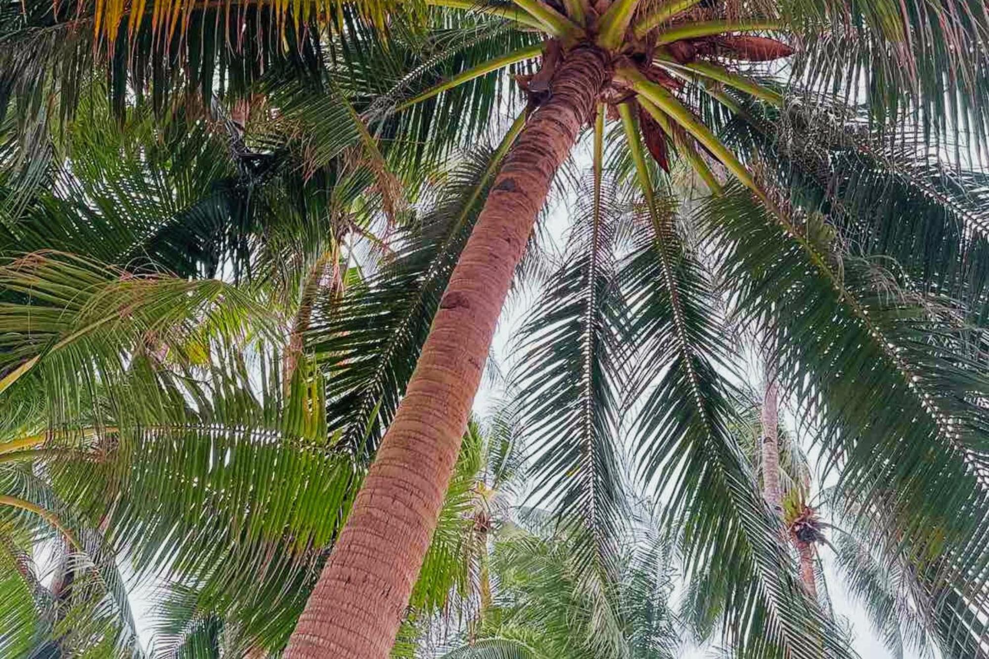The Muse Hotel Boracay Balabag  Екстериор снимка